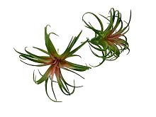 Растение для террариума пластиковое NOVAMARK TERRA суккулент Тилландсия Бергери (зеленая) 15 см