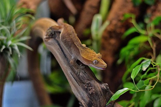 Как обустроить террариум для бананоеда?