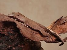 Реснитчатый бананоед (Correlophus ciliatus) Bi-Color