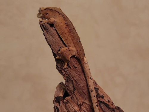 Реснитчатый бананоед (Correlophus ciliatus) Dalmatian