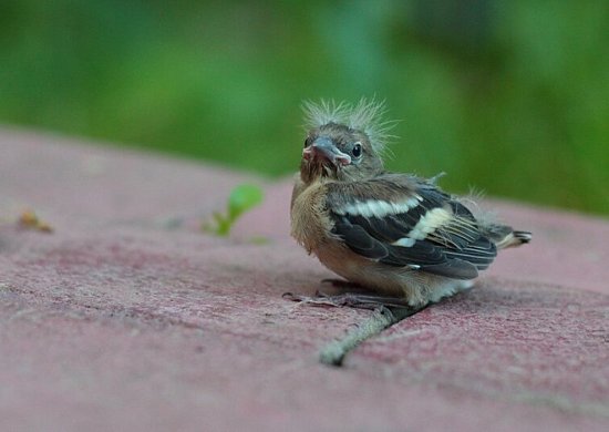 Птенец выпал из гнезда: чем кормить в домашних условиях?