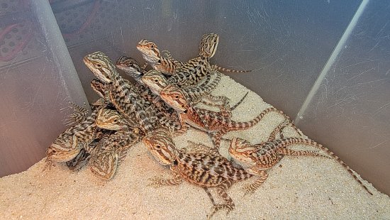 Снова в продаже — бородатые агамы!