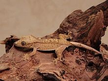 Реснитчатый бананоед (Correlophus ciliatus) Tiger