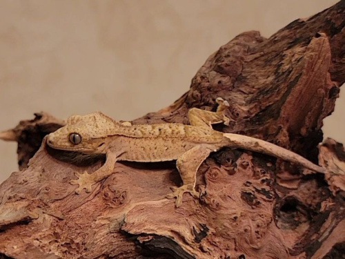 Реснитчатый бананоед (Correlophus ciliatus) Tiger