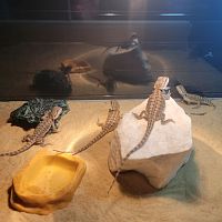 Бородатая агама (Pogona vitticeps) Normal