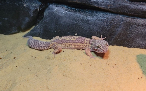 Пятнистый эублефар (Eublepharis macularius) Normal