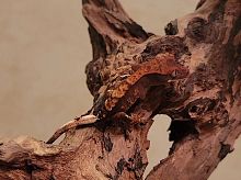 Реснитчатый бананоед (Correlophus ciliatus) Halloween