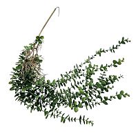 Растение для террариума пластиковое NOVAMARK TERRA Эвкалипт зеленый 70 см