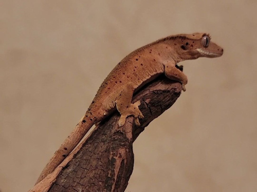 Реснитчатый бананоед (Correlophus ciliatus) Dalmatian фото 3