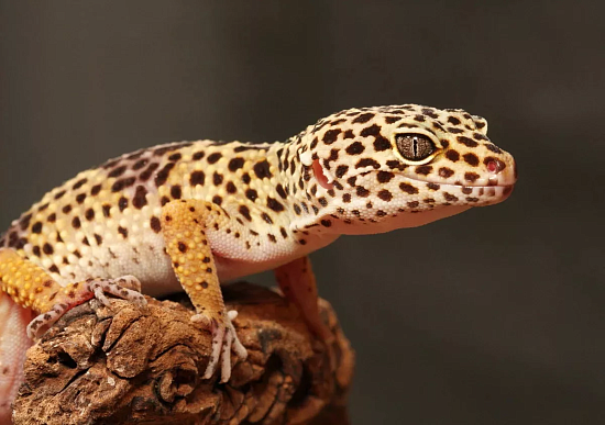 Как обустроить террариум для эублефара?