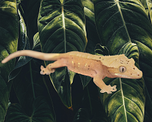 Реснитчатый бананоед (Correlophus ciliatus) Dalmatian 2