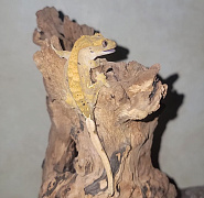 Новинка: бананоеды в продаже!