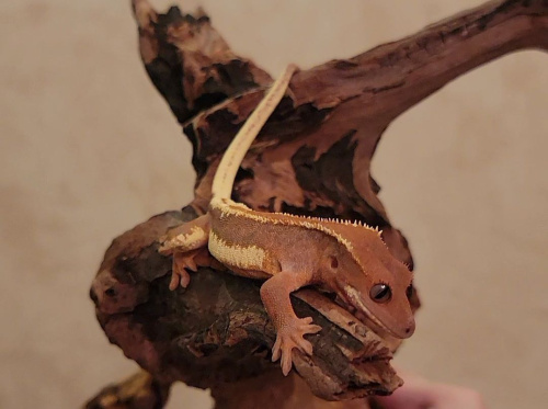 Реснитчатый бананоед (Correlophus ciliatus) Lilly white