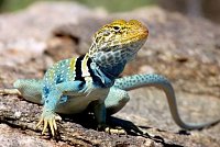 Ошейниковая игуана: содержание и уход в домашних условиях