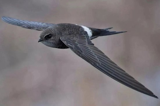 Содержание стрижей (чем кормить стрижей - гид 2026)