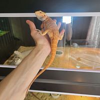 Бородатая агама (Pogona vitticeps) Orange Trans Leatherback