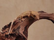 Реснитчатый бананоед (Correlophus ciliatus) Portholes