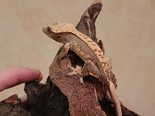 Реснитчатый бананоед (Correlophus ciliatus) Harlequin Dalmatian 4