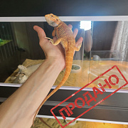 Внимание! Эксклюзивная агама в продаже!