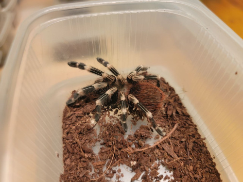 Паук-птицеед Nhandu chromatus фото 2