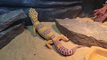 Пятнистый эублефар (Eublepharis macularius) Tremper Albino 3