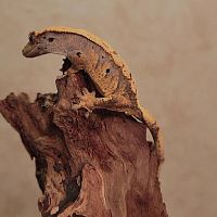 Реснитчатый бананоед (Correlophus ciliatus) Harlequin Dalmatian 5