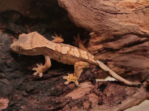 Реснитчатый бананоед (Correlophus ciliatus) Flame