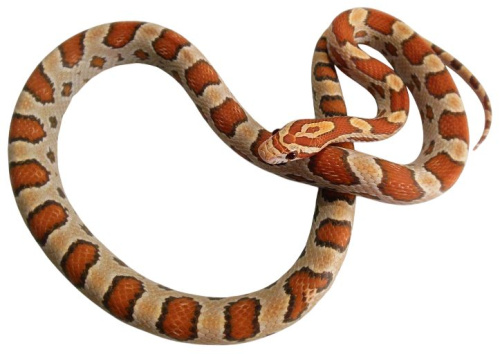 Маисовый полоз (Pantherophis guttatus)
