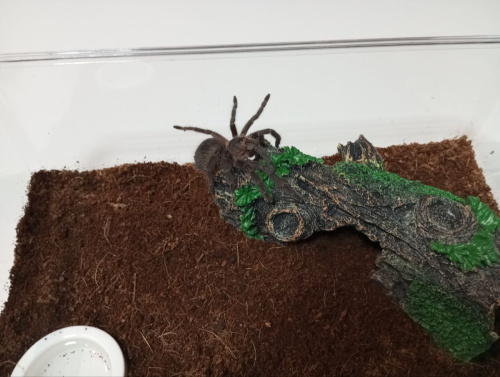 Стартовый набор для пауков фото 3