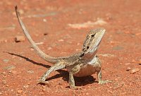 Как живет бородатая агама в дикой природе?