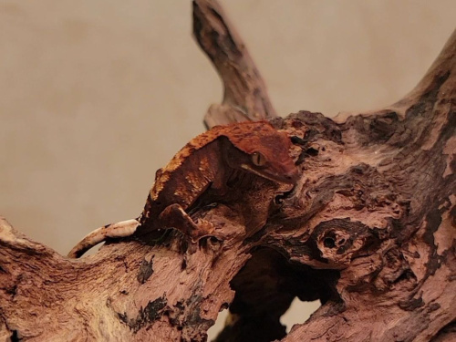 Реснитчатый бананоед (Correlophus ciliatus) Halloween фото 2