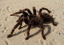 Паук-птицеед Lasiodora parahybana