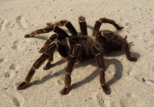 Паук-птицеед Lasiodora parahybana