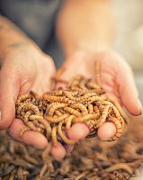 Мучной червь крупный 100 шт