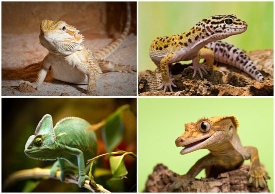 Рептилии без мифов: правда вместо стереотипов