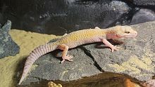 Пятнистый эублефар (Eublepharis macularius) White & Yellow Tremper Albino 2
