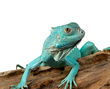 Террариумистика